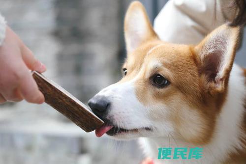 养狗注意事项（初次养狗必备的注意事项）
