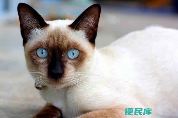 猫的品种有哪些（盘点不同品种的猫咪分别有什么特征）