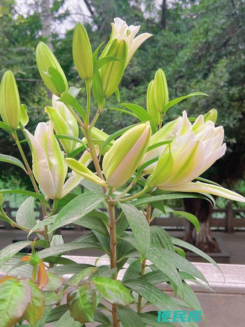 百合有毒对猫吗（剖析百合花对猫的危害）