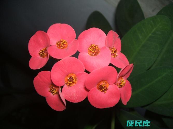 刺梅养殖方法和注意事项（栽培刺梅的技巧与养护要点）