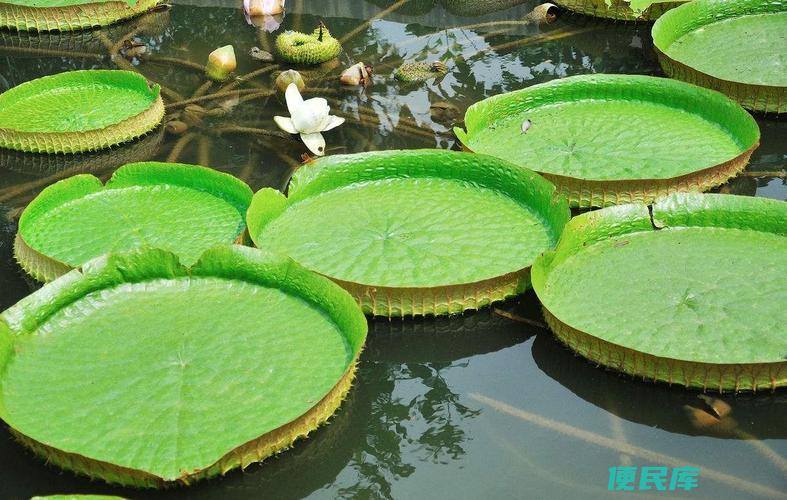 水生植物的分类类型（对水生植物进行分类和归类）