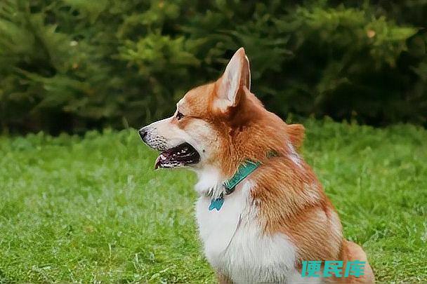 可卡犬的价格（指导购买可卡犬的价格参考）