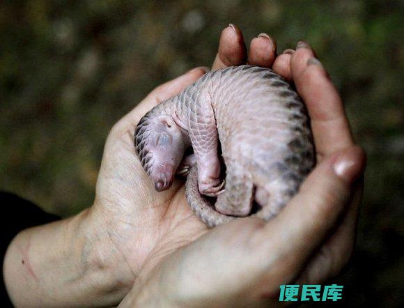 穿山甲是国家几级保护动物（介绍穿山甲的生态、习性及保护措施）