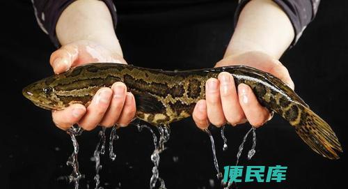 黑鱼吃什么饵料（黑鱼最适合吃哪种饵料）