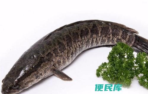 黑鱼是海鱼吗（黑鱼的生长环境）