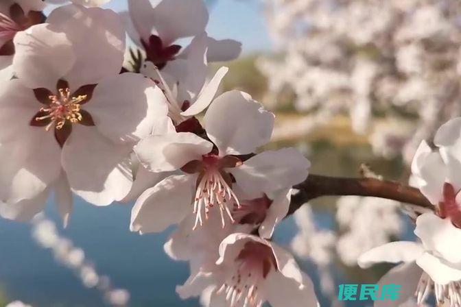 杏花开放的季节（了解杏花绽放的合适季节）