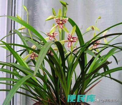兰花的养殖方法（详细入门的兰花培养方法和注意事项）