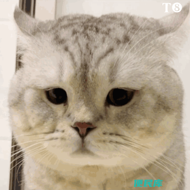小猫鼻支初期症状图片（猫咪得了猫鼻支有哪些特征）