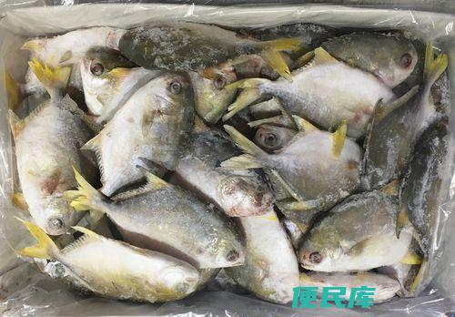 金鲳鱼是海鱼吗（金鲳鱼属于海鱼吗）
