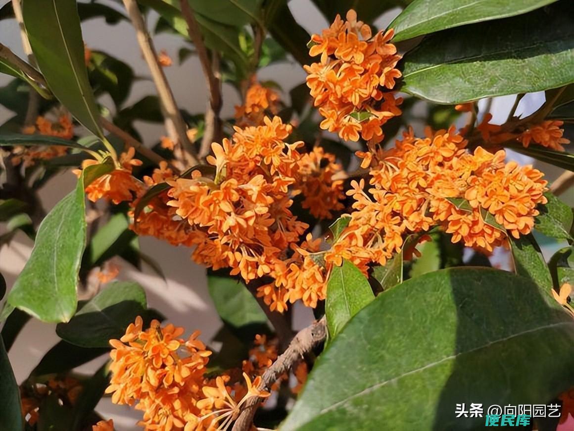 桂花是什么季节开放（有关于桂花的简单介绍包括哪些）