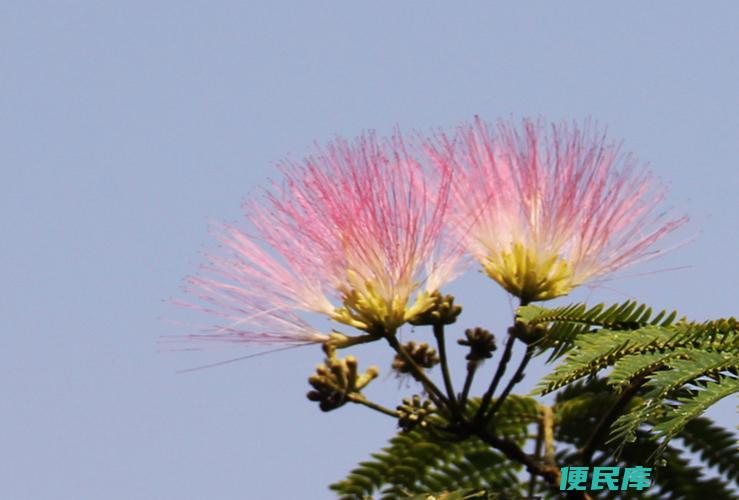 合欢花的意义和象征（揭示合欢花的寓意和象征）