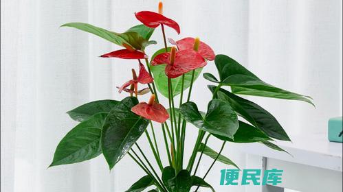 红掌的寓意和象征（红掌花的寓意和象征意义）