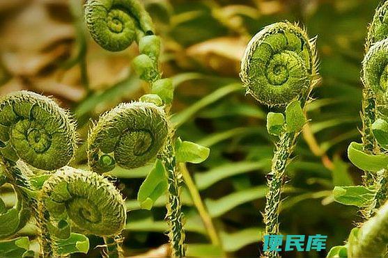 裸子植物被子植物区别（介绍两种植物类群的起源和分类）