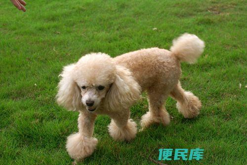 贵宾犬价格一览（贵宾犬的市场价格参考）