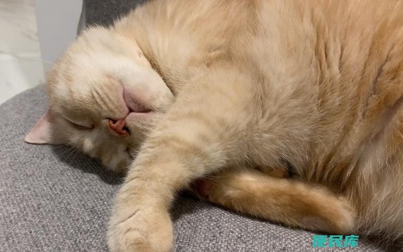 小猫打呼噜是什么意思（小猫打呼噜的原因和含义）