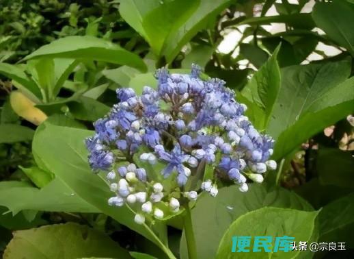 蜀漆的神奇功效与作用（蜀漆的功效与作用）