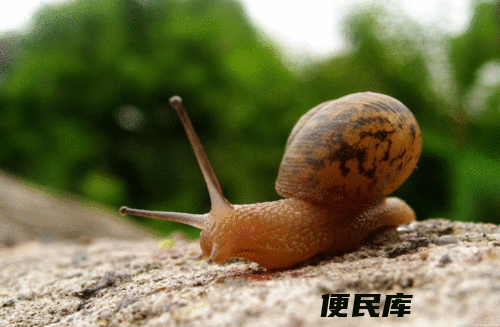 蜗牛拥有多少颗牙齿（探究蜗牛的牙齿数量）