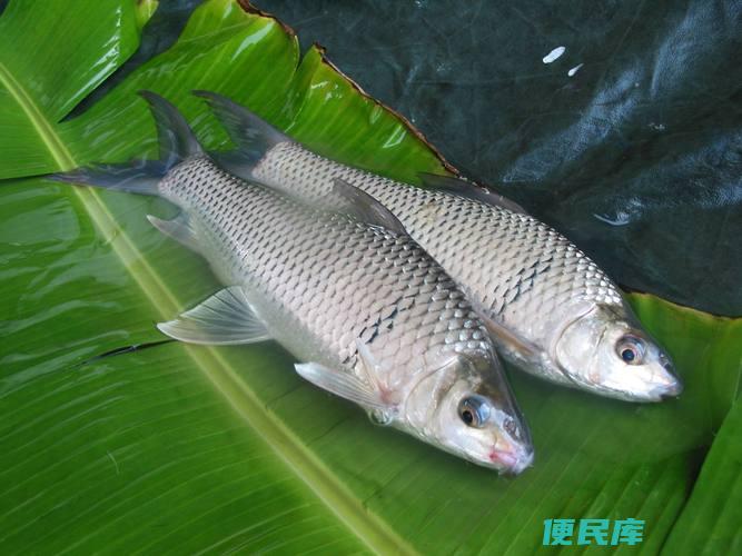 鲮鱼是海鱼还是淡水鱼（鲮鱼栖息于哪种水域）