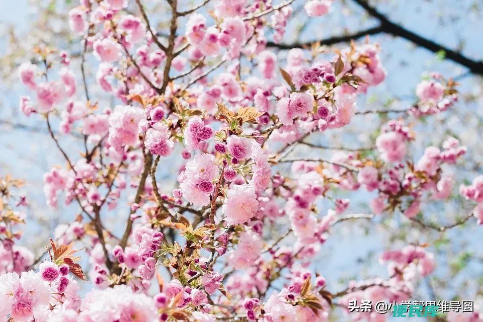 桃花怎么形容（描写桃花的好词好句好段素材有哪些）