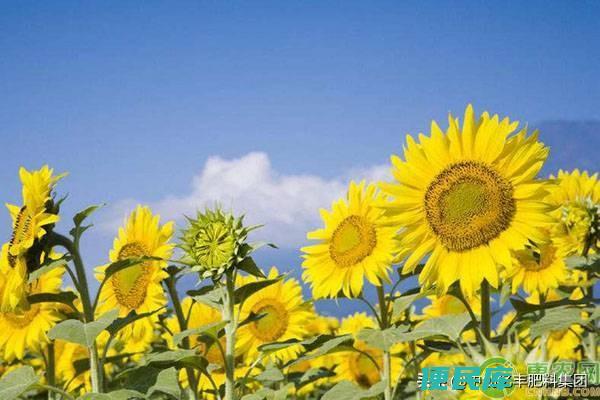 向日葵什么季节开花（向日葵应该怎么种植养护什么时候开花）