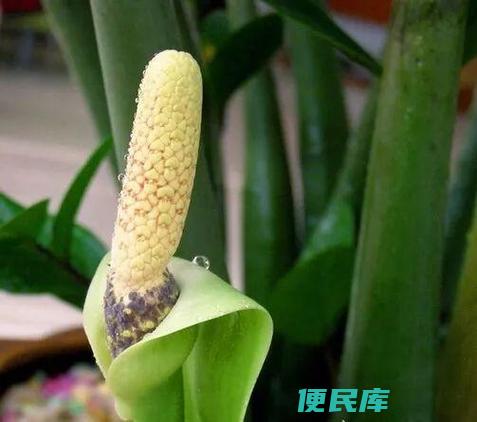 金钱树开花的预示意义（金钱树开花预示什么）
