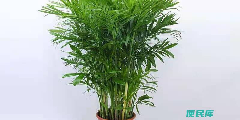 夏威夷竹子养殖方法（繁衍夏威夷竹子的最佳方法）