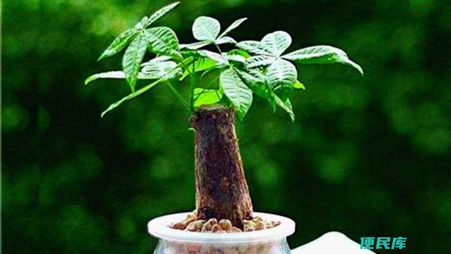 发财树养护要诀（让发财树茁壮成长的养护方法）