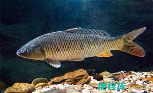 鲤鱼几月份开口吃玉米（鲤鱼开始食用玉米的时间）