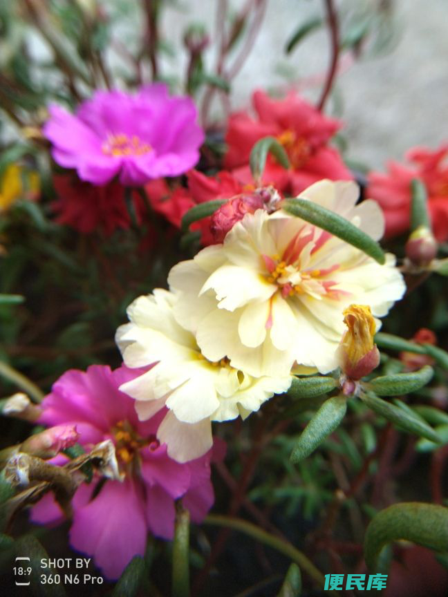 太阳花什么时候播种（太阳花什么季节温度播种最合适）