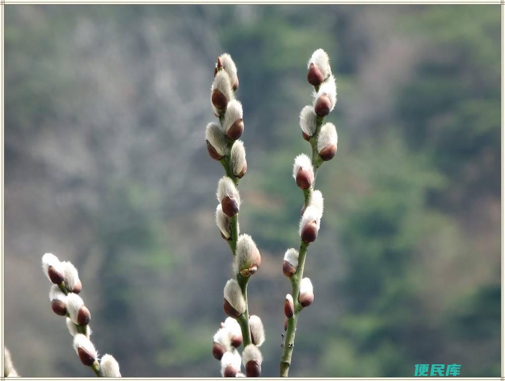 干花需要水养吗（在家里养殖干花的方法和注意事项）