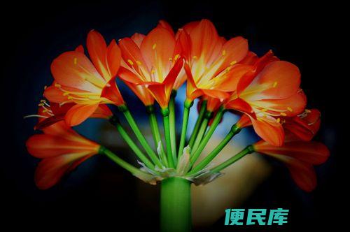 君子兰的养护（君子兰的正确养护方法）