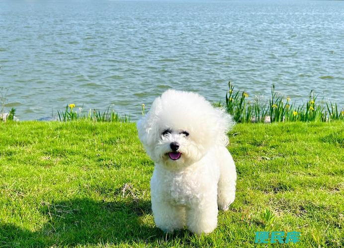 养比熊的禁忌（养比熊犬时需避免的禁忌行为）