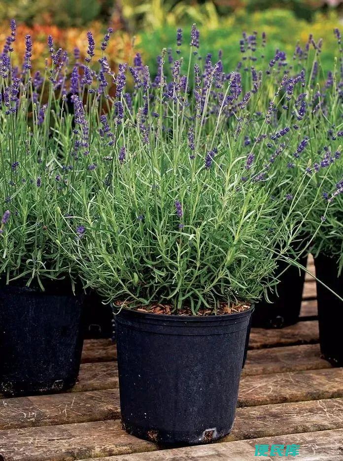 草本植物有哪些（适合种院里的6种多年生草本植物）