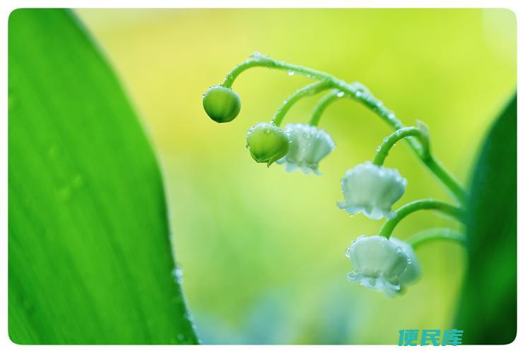 铃兰花的毒性解析（铃兰花有毒吗）