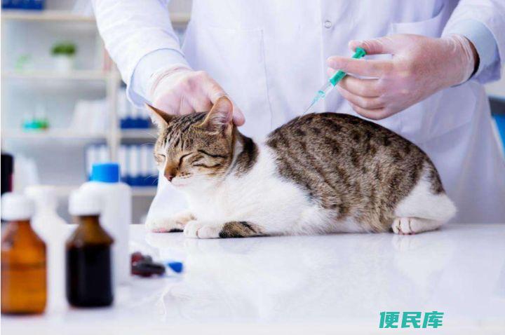 小猫打疫苗的时间及种类（猫咪打完疫苗后的注意事项）