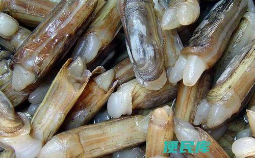缢蛏是一种什么动物（介绍缢蛏的动物分类和特征）