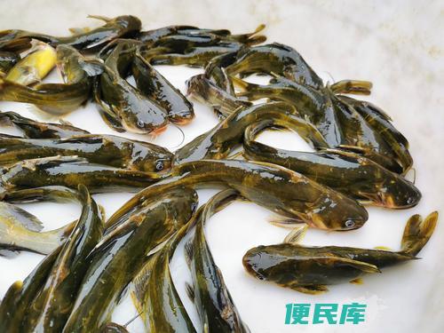 黄骨鱼养殖条件一亩能赚几钱