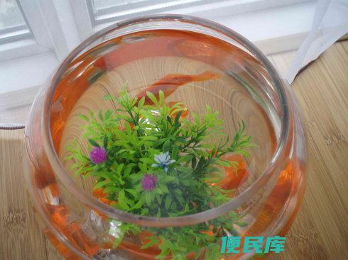 养鱼的水浇花好吗（可否使用养鱼水浇花）