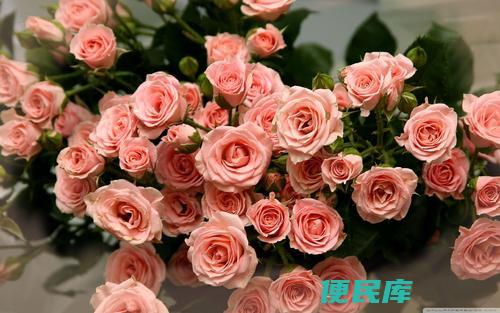 玫瑰花怎么保存成干花（如何晾制保存干花的具体步骤）