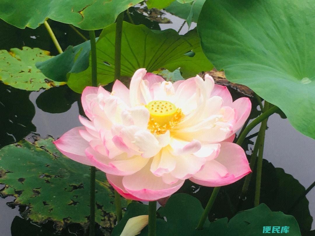 莲花盛开时间（莲花植物的盛花时刻）
