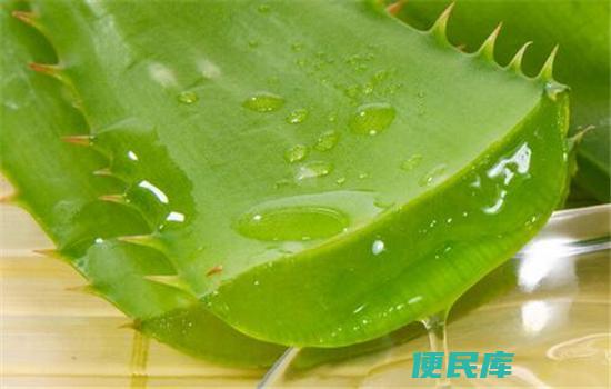 芦荟的功效与用途（介绍芦荟的功效和多种用途）