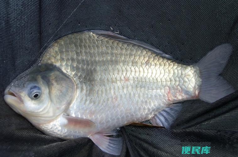 鲫鱼是什么鱼（鲫鱼属于何种鱼类）