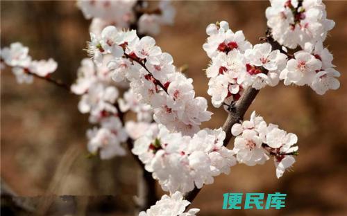 春天都开什么花（这8种春天盛开的花认清花型不糊涂）