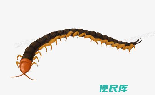 养殖蜈蚣的成本和利润（分析蜈蚣养殖的投入成本和盈利潜力）