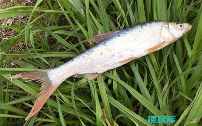 黄尾鱼绝杀饵料配方（钓黄尾鱼的必杀组合）