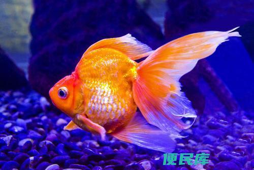 金鱼产卵时间解析（金鱼的繁殖期和产卵时间指南）
