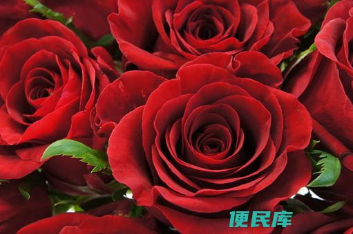 玫瑰红颜色解析（解读玫瑰红的色彩特点）