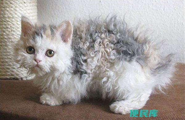 塞尔凯克卷毛猫的价格（塞尔凯克卷毛猫的市场售价）