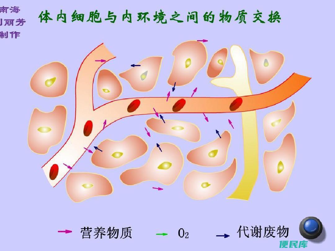 内环境稳态的本质（剖析生物体内环境稳定的实质）