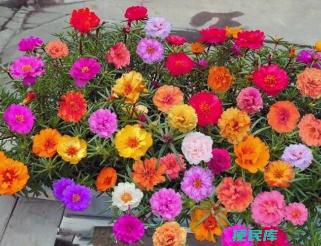 太阳花好养吗（养护太阳花的容易程度）